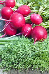 Red radish and dill