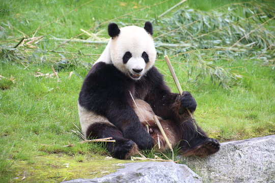 Fototapeta Großer Panda frisst Bambus