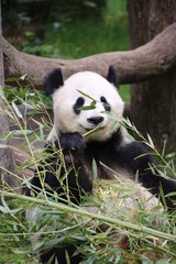 Großer Panda frisst Bambus