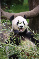 Obraz premium Großer Panda frisst Bambus