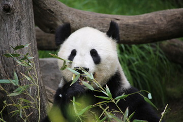 Fototapeta premium Großer Panda frisst Bambus