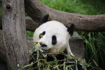 Fototapeta premium Großer Panda frisst Bambus