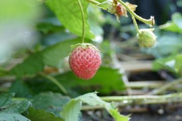 Erdbeere in natura  © Janjana