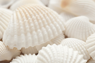 White sea shells closeup background, shallow depth of field