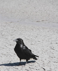 Raven and his shadow