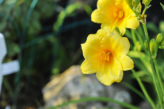 Fototapeta Two Beautiful yellow lilies.