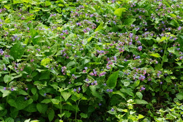 Geflecktes Lungenkraut (Pulmonaria officinalis)