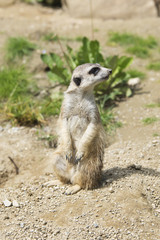 alert meerkat standing on his back legs in the sand