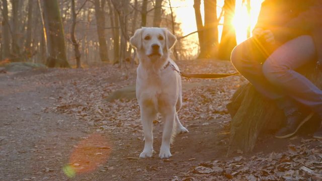 Best Friends - Teenage girl and her dog are having a break at sunset on a winter day