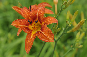 Pretty Lilies with rain drops on the petals. 