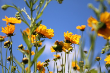yellow coreopsis flowers