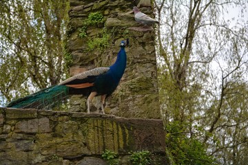 Fototapeta premium Pfau auf alter Steinmauer