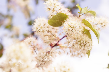 beautiful tender spring blooming tree. toned image