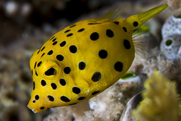 Juvenile boxfish wandering around the coral reef
