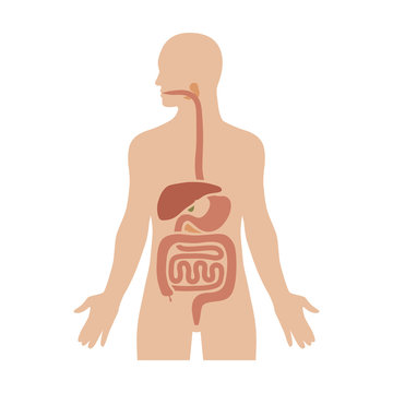 Human biological digestive / digestion system flat color diagram for medical apps and websites