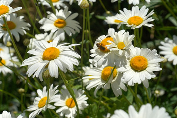 chamomile