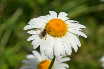 Obraz premium chamomile