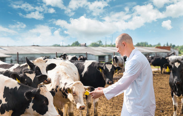 veterinarian in a white robe on cattle farm