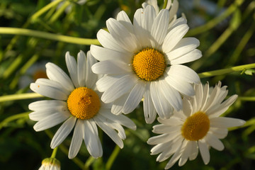 chamomile