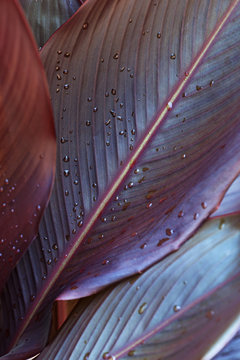 Rain droplets on canna leaves (Canna x generalis)