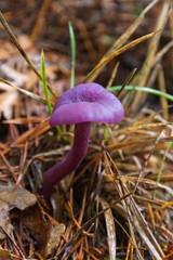 Seta de color violeta o morado en pinar Laccaria Amethystina