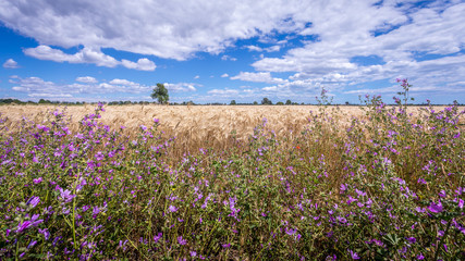 panorama sur un champs de blé avec des fleurs violettes en premier plan