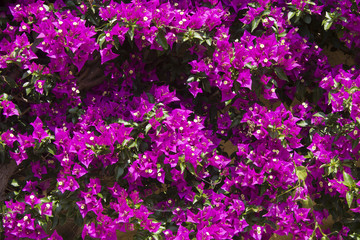 bouganville1