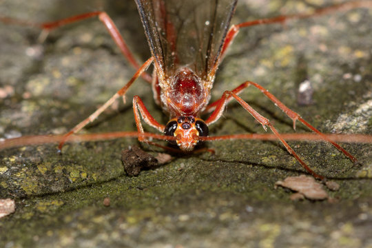 Ophion scutellaris ichneumon wasp head and eyes. Wasp in the family Ichneumonidae, a parasitoid of larvae of lepidoptera