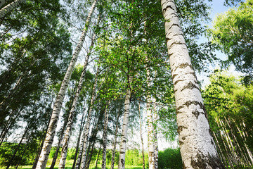 Fototapeta premium forest birch