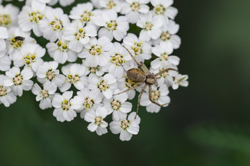 Small spider on white flower petals with green background