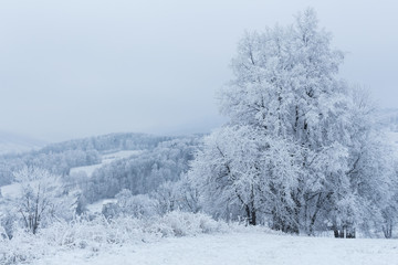 Winter trees covered with fresh snow in mountains