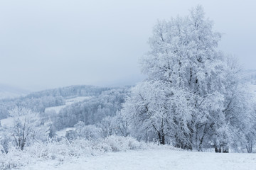 Fototapeta premium Winter trees covered with fresh snow in mountains