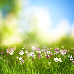 Fototapeta premium dreamy afternoon on the meadow, seasonal natural backgrounds