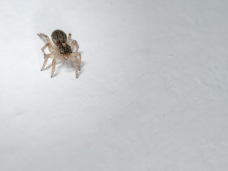 Really cute small jumping spider, salticidae, on white wall.