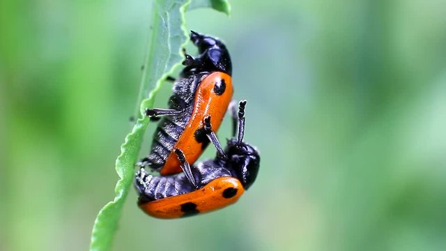 Ladybugs mating in the grass