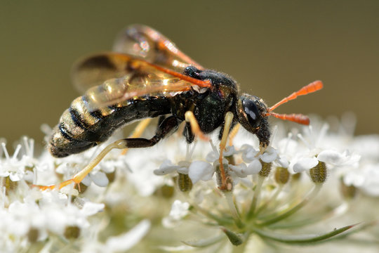 Abia sericea sawfly. Impressive insect in the family Cimbicidae, with extensive metallic markings, nectaring on hogweed
