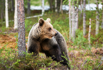 Fototapeta premium Brown bear in the finnish forest
