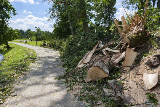 Destruction on the bike path after the hurricane winds
