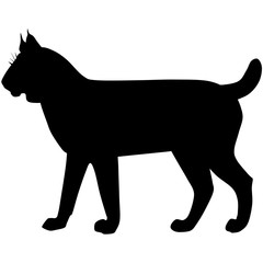 silhouette of the wild lynx