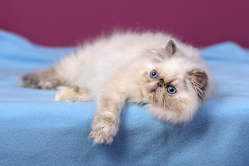 Fototapeta na wymiar Cute blue-cream colorpoint persian kitten is lying on a blue bed