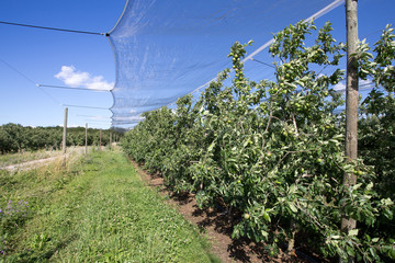 culture de pomme protégée par des filets 