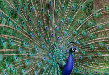 Naklejka premium blauer Pfau (Pavo cristatus)