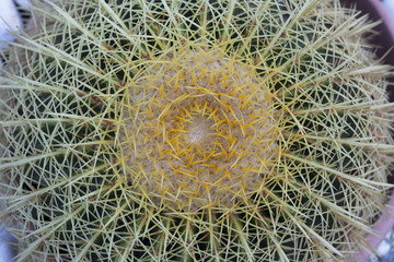 cactus top view photo golden ball plant