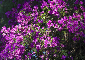 Purple Bougainvillea Flower photo on nature background .
