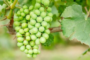 grapes with green leaves on the vine