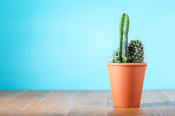 Cactus plant in flowerpot