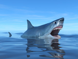 Fototapeta premium サメ