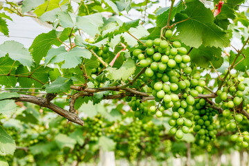 grapes with green leaves on the vine