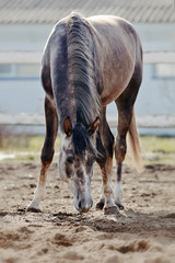 Sports horse walks in the paddock