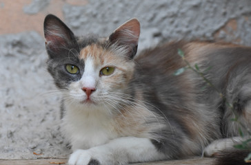 Cat Face, Cat looking at camera.